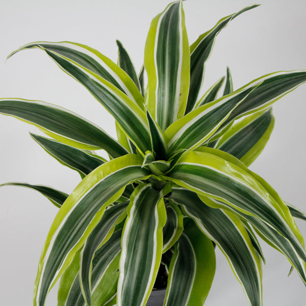 Dracaena fragrans 'Lemon Surprise' Ø12cm H25cm