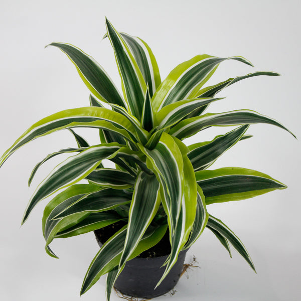 Dracaena fragrans 'Lemon Surprise' Ø12cm H25cm