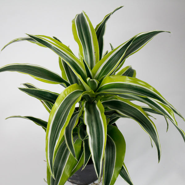 Dracaena fragrans 'Lemon Surprise' Ø12cm H25cm
