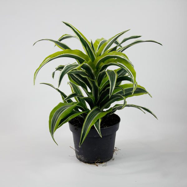 Dracaena fragrans 'Lemon Surprise' Ø12cm H25cm