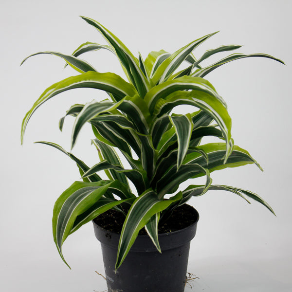 Dracaena fragrans 'Lemon Surprise' Ø12cm H25cm