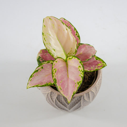 Aglaonema commutatum 'Leaf Rosa Pinky Promise' Ø10cm H18cm