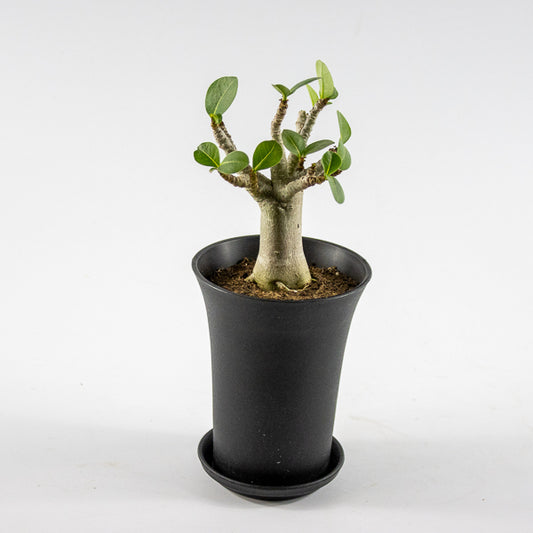 Adenium obesum ANSU BAOBAB Ø10cm H20cm