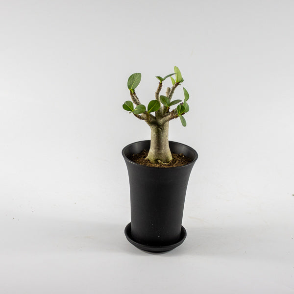 Adenium obesum ANSU BAOBAB Ø10cm H20cm
