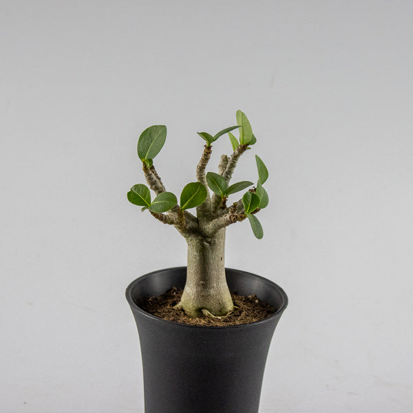 Adenium obesum 'Ansu Baobab'