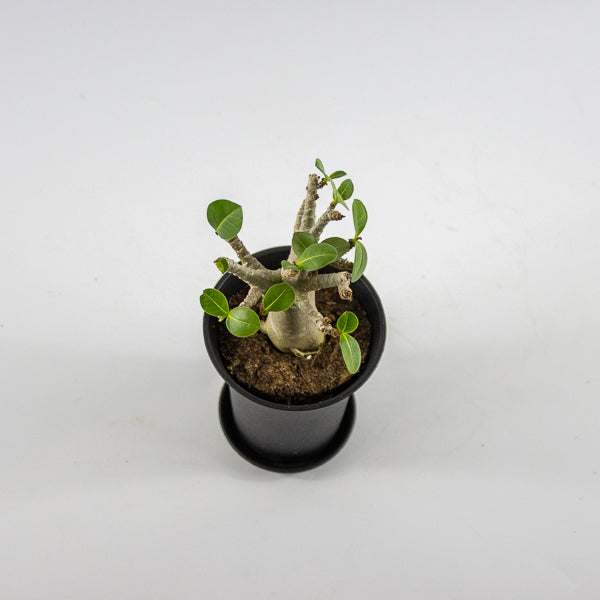 Adenium obesum ANSU BAOBAB Ø10cm H20cm
