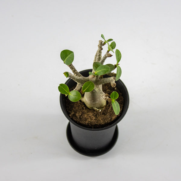 Adenium obesum ANSU BAOBAB Ø10cm H20cm