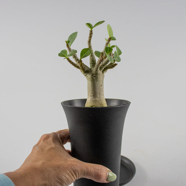 Adenium obesum ANSU BAOBAB Ø10cm H20cm