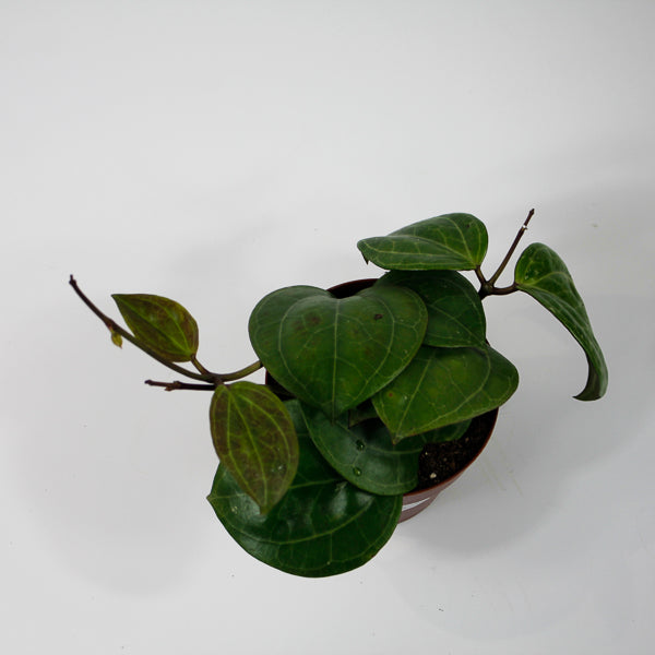 Hoya 'Sarawak' Ø12cm H15cm