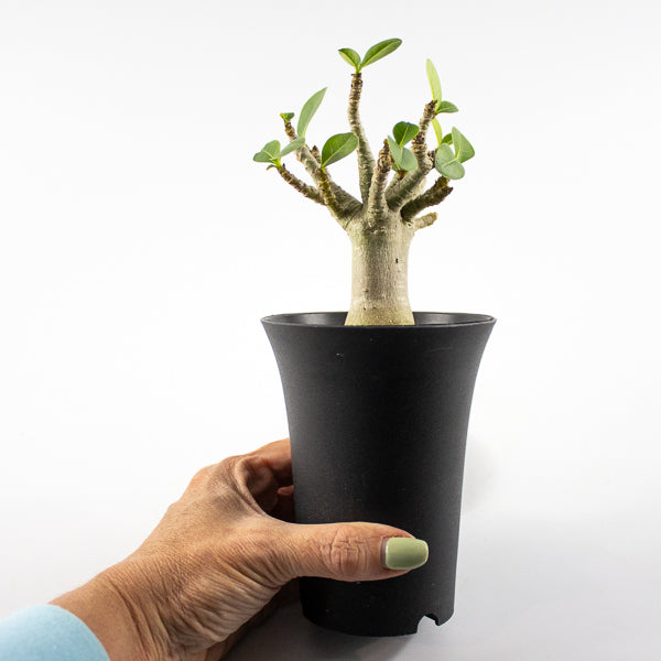 Adenium obesum ANSU BAOBAB Ø10cm H20cm