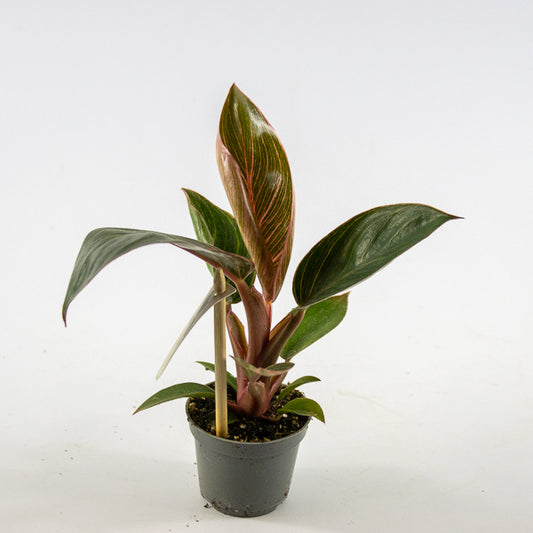 Philodendron PINK BIKINI Ø6cm H12cm