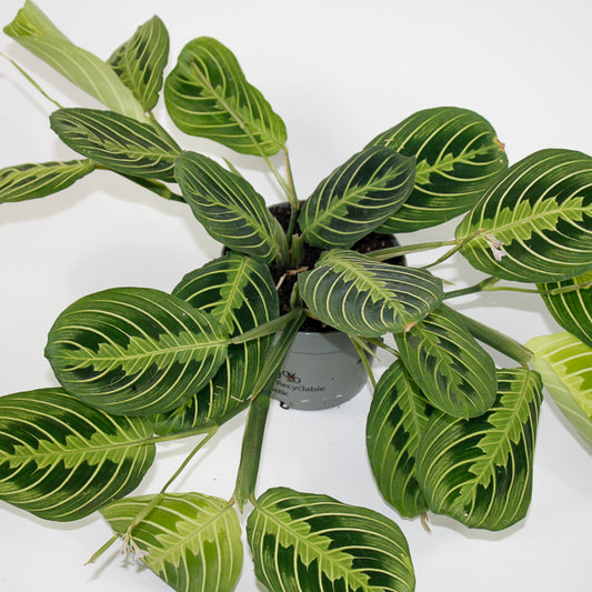 Maranta Leuconeura Lemon Lime 12cm H30cm