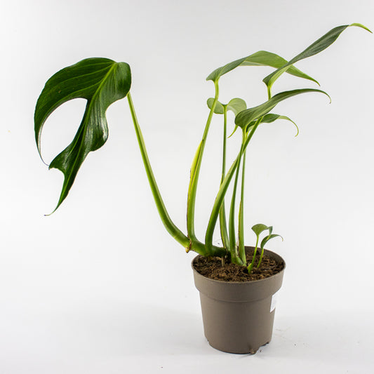 Monstera 'Burle Marx Flame' Ø13cm H40cm