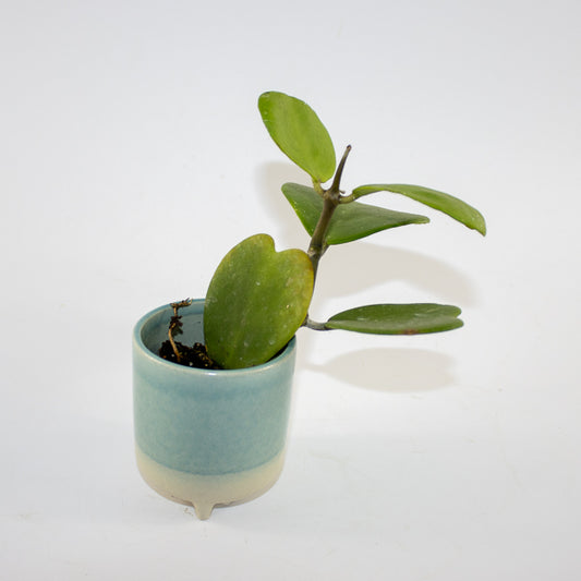 Hoya kerrii Ø6cm H10cm