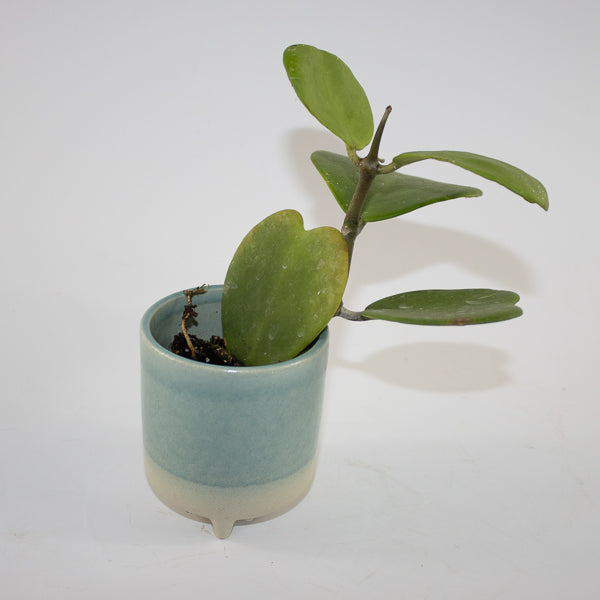 Hoya kerrii Ø6cm H10cm