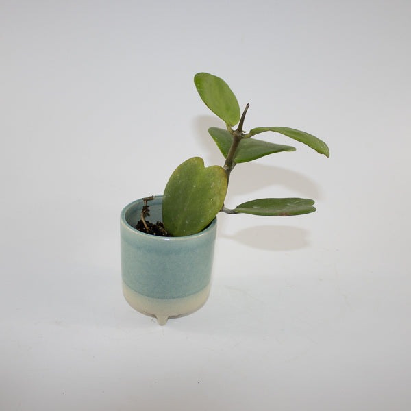 Hoya kerrii Ø6cm H10cm