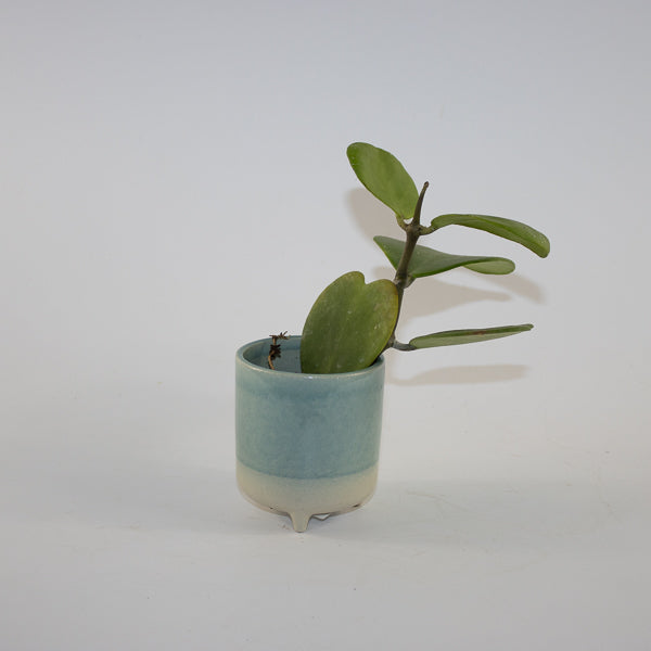 Hoya kerrii Ø6cm H10cm