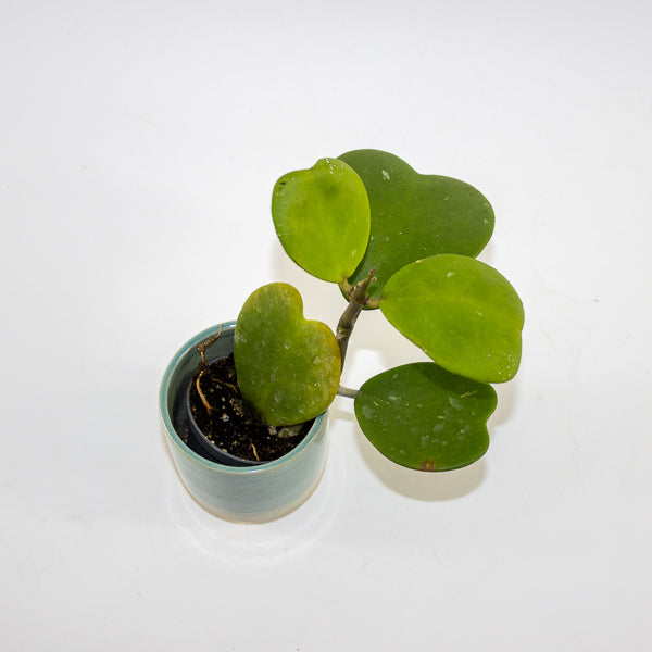 Hoya kerrii Ø6cm H10cm
