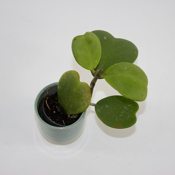 Hoya kerrii Ø6cm H10cm