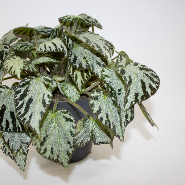 Begonia 'Silver Jewel' Ø15cm H30cm