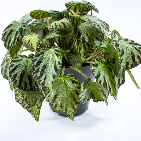 Begonia 'Silver Jewel' Ø15cm H30cm