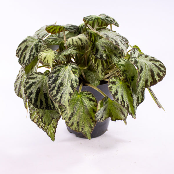 Begonia 'Silver Jewel' Ø15cm H30cm