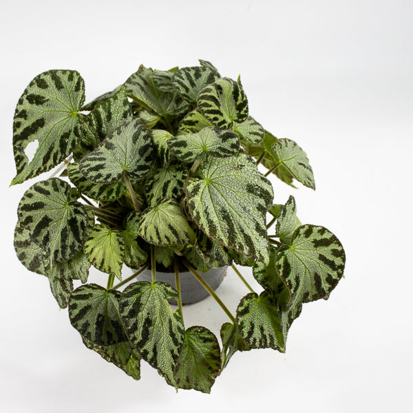 Begonia 'Silver Jewel' Ø15cm H30cm