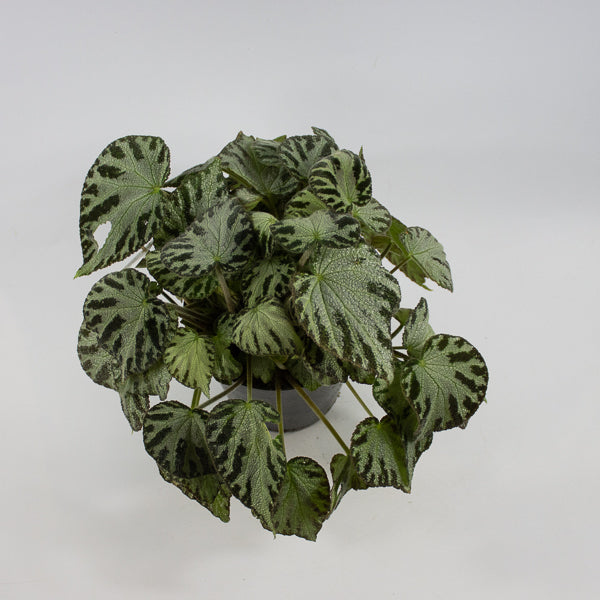 Begonia 'Silver Jewel' Ø15cm H30cm
