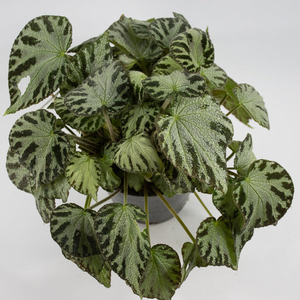 Begonia 'Silver Jewel' Ø15cm H30cm