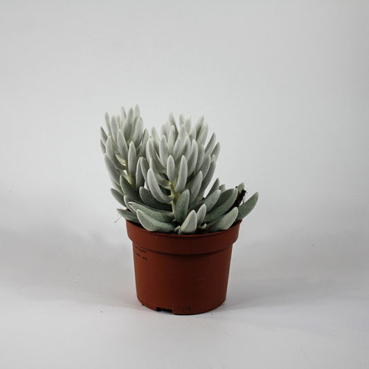 Senecio haworthii 'Mont Blanc' Ø10.5cm H18cm
