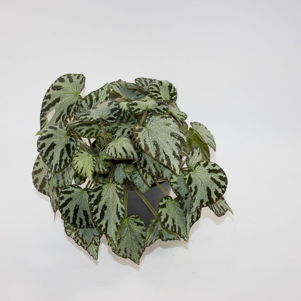Begonia 'Silver Jewel' Ø15cm H30cm