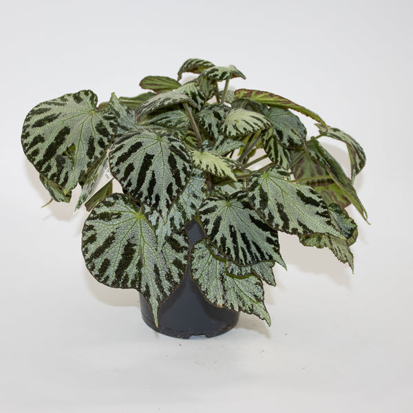 Begonia 'Silver Jewel' Ø15cm H30cm