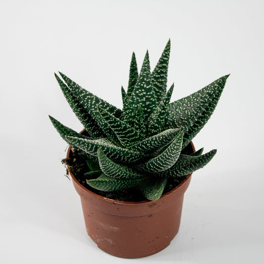 x Gasterhaworthia 'Royal Highness' Ø10.5cm H22cm