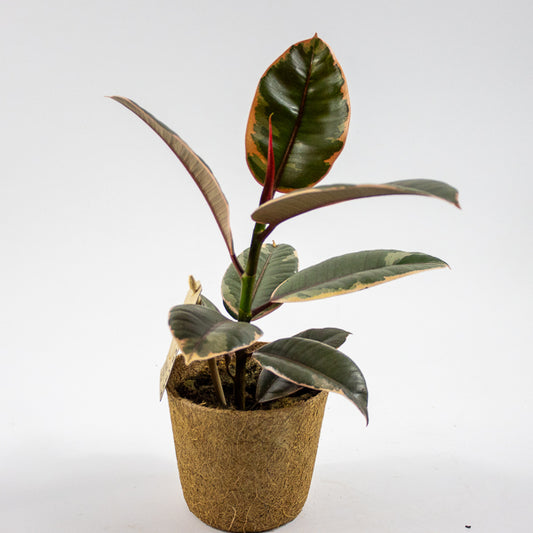 Ficus elastica 'Belize' Ø11cm H30cm
