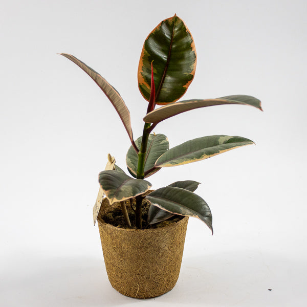 Ficus elastica 'Belize' Ø11cm H30cm