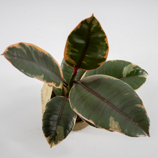 Ficus elastica 'Belize' Ø11cm H30cm
