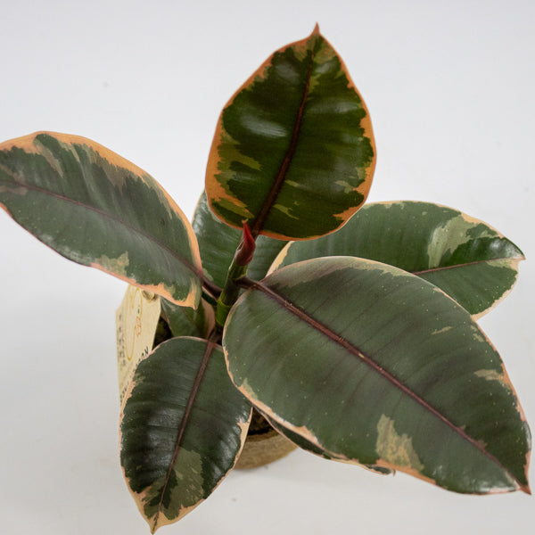 Ficus elastica 'Belize' Ø11cm H30cm