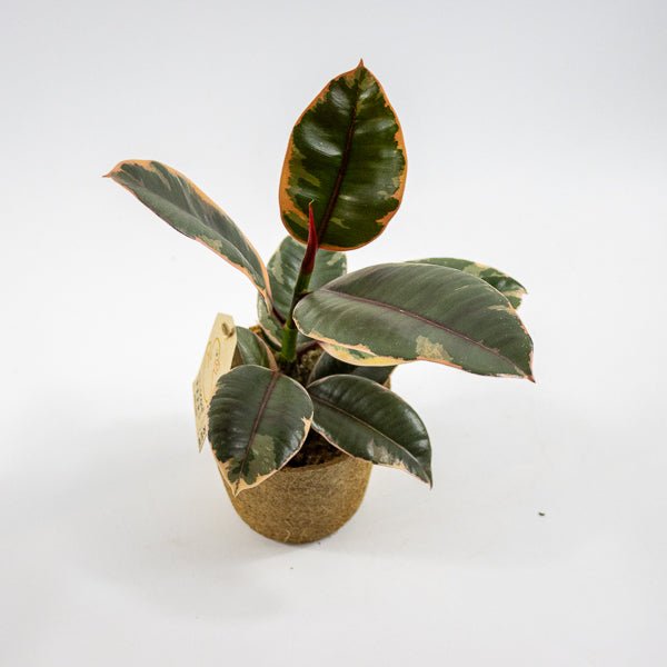 Ficus elastica 'Belize' Ø11cm H30cm