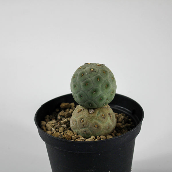 Tephrocactus geometricus Ø10.5cm H18cm