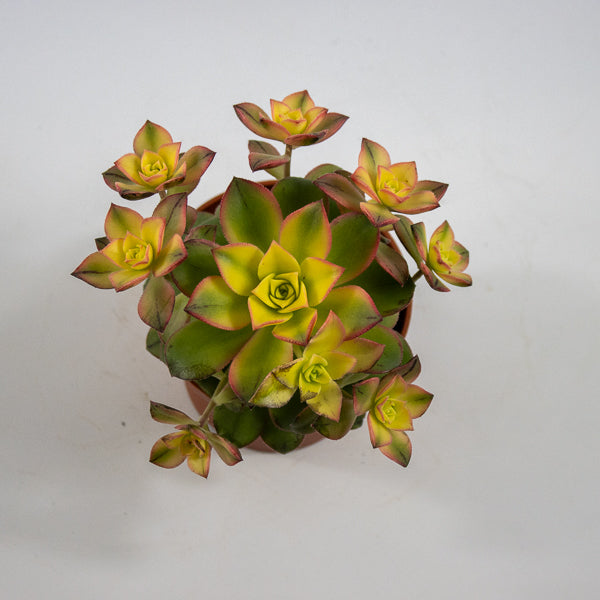 Aeonium 'Kiwi'