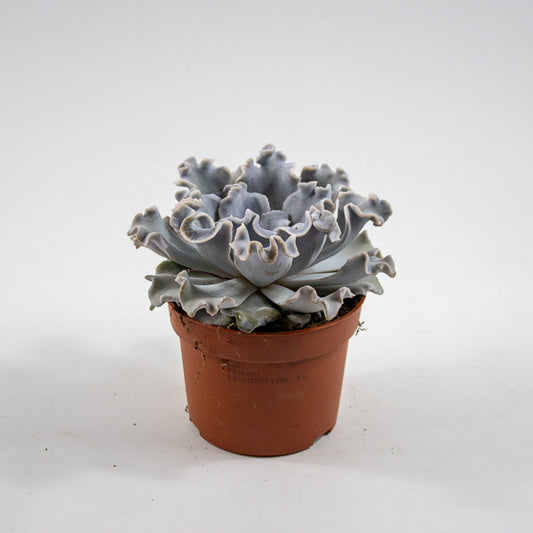 Echeveria 'Crispate Beauty' Ø10.5cm H14cm