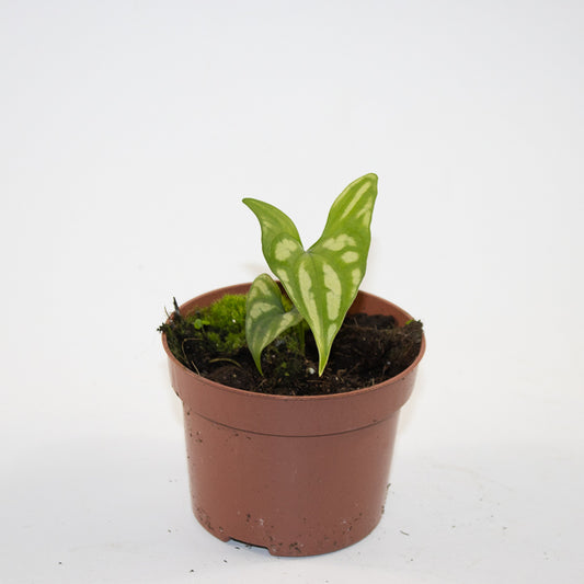 Cercestis mirabilis Ø10.5cm H15cm
