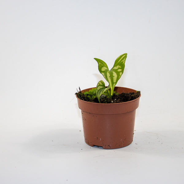 Cercestis mirabilis Ø10.5cm H15cm