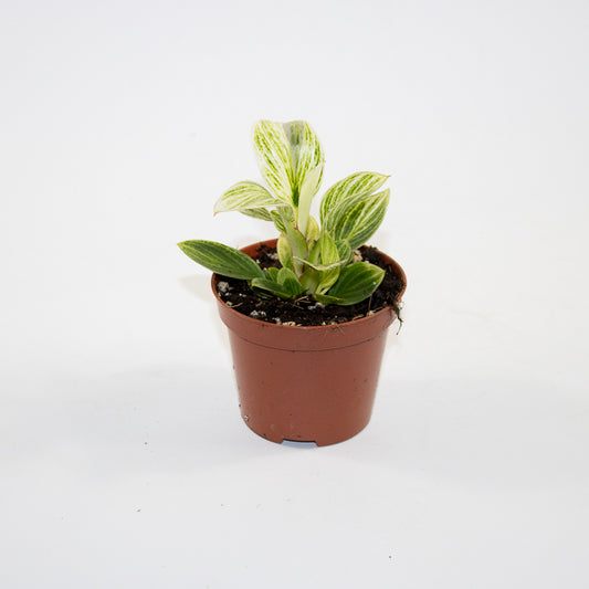 Philodendron BIRKIN GALAXY Ø10.5cm H20cm