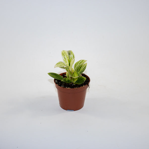 Philodendron BIRKIN GALAXY Ø10.5cm H20cm