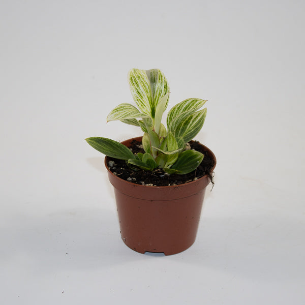 Philodendron BIRKIN GALAXY Ø10.5cm H20cm