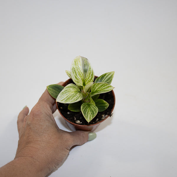 Philodendron BIRKIN GALAXY Ø10.5cm H20cm