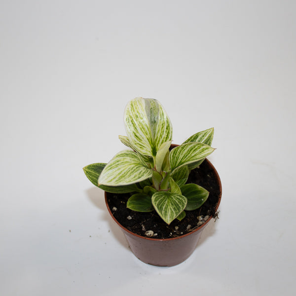 Philodendron BIRKIN GALAXY Ø10.5cm H20cm