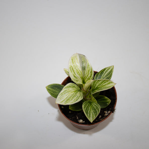 Philodendron BIRKIN GALAXY Ø10.5cm H20cm