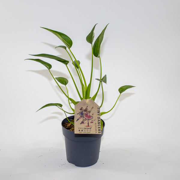 Alocasia 'Tiny Dancer' Ø11cm H35cm
